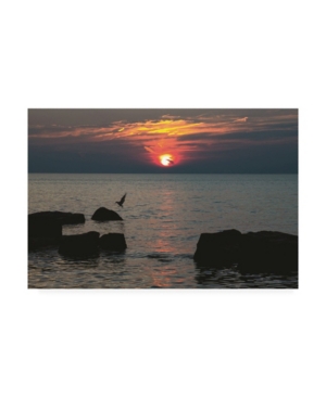 Trademark Global Kurt Shaffer Sunset Seagull Landing Canvas Art In Multi