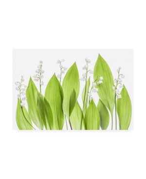 Trademark Global Mandy Disher Lily Of The Valley Green Canvas Art In Multi
