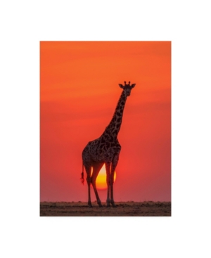 Shop Trademark Global Henry Zhao Sunset Giraffe Canvas Art In Multi