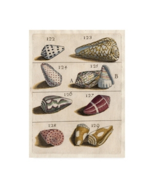 Trademark Global Unknown Shell Collection I Canvas Art In Multi