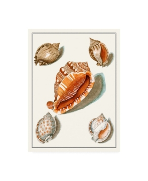 Trademark Global Vision Studio Collected Shells Vii Canvas Art In Multi