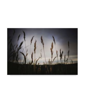 Trademark Global Christine Sainte-Laudy Grass at Dusk Canvas Art - 15" x 20"