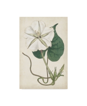 Curtis Ivory Garden Iii Canvas Art - 20