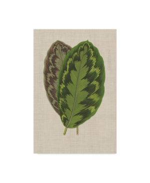 Trademark Global Unknown Leaves On Linen Iv Canvas Art In Multi