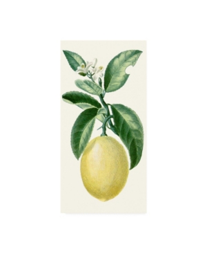 Trademark Global Turpin Turpin Fruit I Canvas Art In Multi