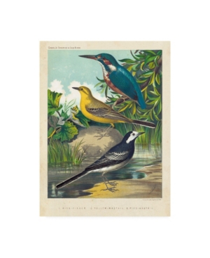 Trademark Global Cassell King Fisher And Wagtails Canvas Art In Multi