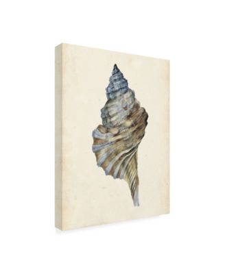 Trademark Global Melissa Wang Watercolor Seashell III Canvas Art - 19.5" x 26"