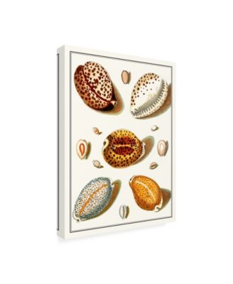 Trademark Global Vision Studio Collected Shells III Canvas Art - 15.5" x 21"