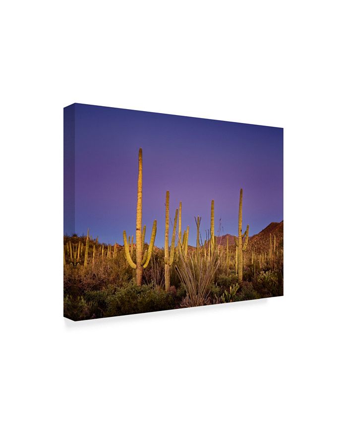 Trademark Global David Drost Cacti View I Canvas Art - 15