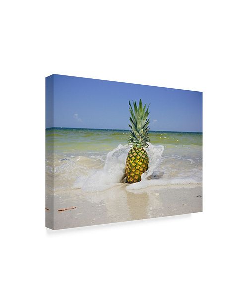 Trademark Global Adam Mead South Florida Pineapple IV Canvas Art - 15&quot; x 20&quot; & Reviews - All ...