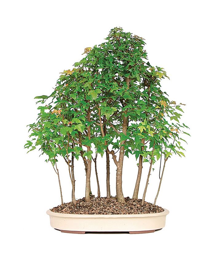 Brussel's Bonsai Brussels Bonsai Trident Maple Grove 15 Tree Macy's