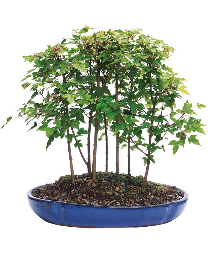 Brussel's Bonsai Brussels Bonsai Trident Maple Forest 7 Tree Macy's