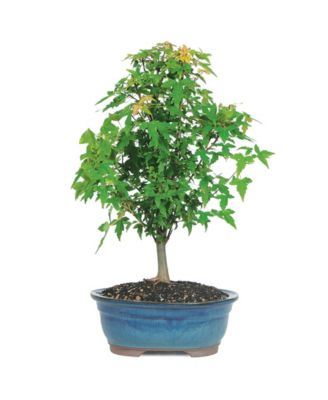 Brussel's Bonsai
