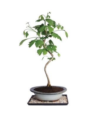 Brussel's Bonsai