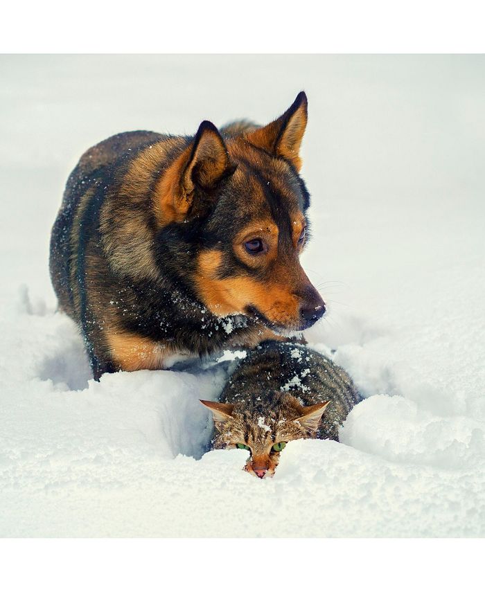 PetMaker Self Warming Pet Crate Pad Macy's