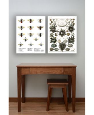 Stupell Industries Bees Scientific Vintage-Inspired Illustration Art Collection
