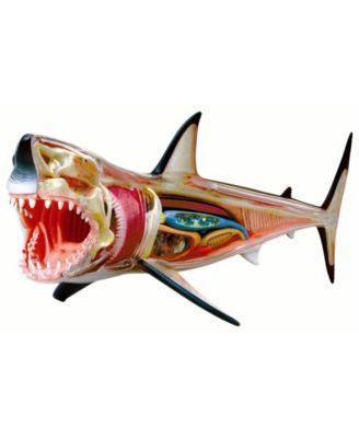 4D Vision Great White Shark Anatomy Model