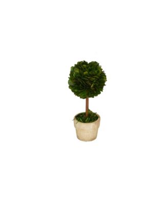 Mills Floral 6" H Preserved Boxwood Single Ball Topiary - Macy's