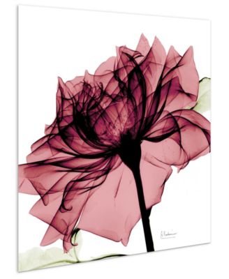 Chianti Rose I Frameless Free Floating Tempered Glass Panel Graphic Wall Art, 24" x 24" x 0.2"