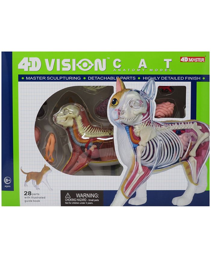 4d master 4d xxray