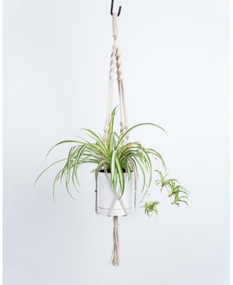 Greendigs - Live Spider Plant in 5" Pot & Macrame Hanger