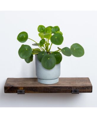 Greendigs - Live Pilea Plant in 5" Artisan Clay Pot