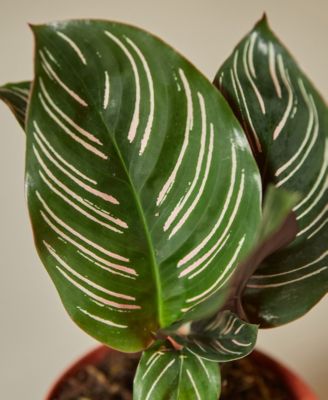 Calathea 'Ornata' Live Plant, 4" Pot