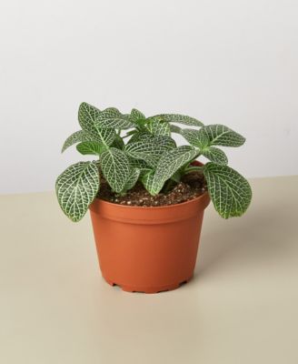 House Plant Shop