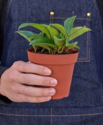 Hoya Carnosa Live Plant, 4" Pot