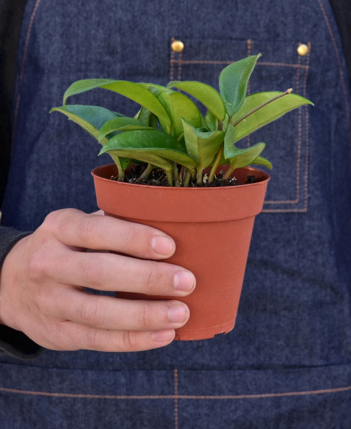 House Plant Shop Hoya Carnosa Live Plant, 4" Pot In No Color