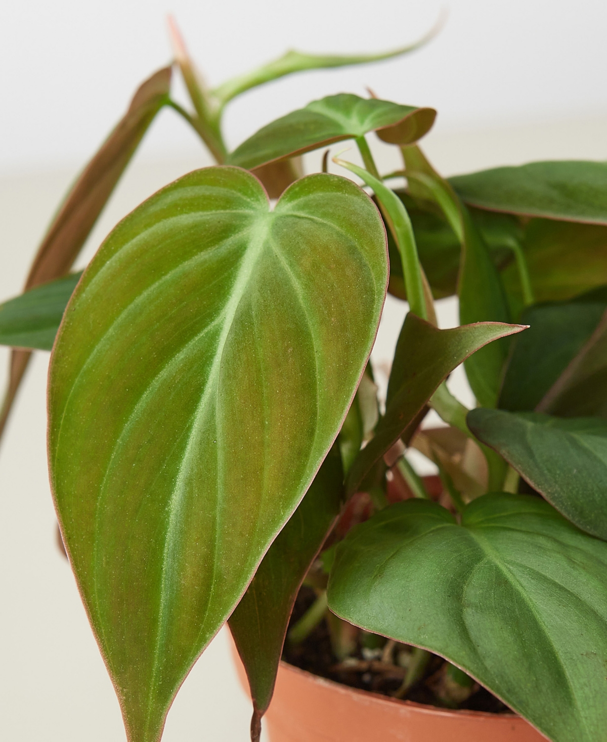 House Plant Shop Philodendron 'velvet' Live Plant, 4" Pot In No Color