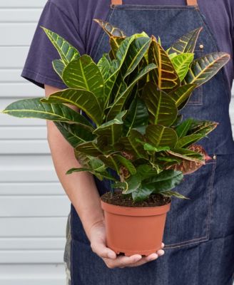 Croton Petra 'Joseph's Coat' Live Plant, 6" Pot