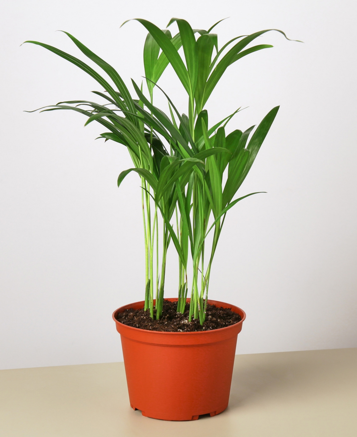 Areca Palm Live Plant, in 6" Pot