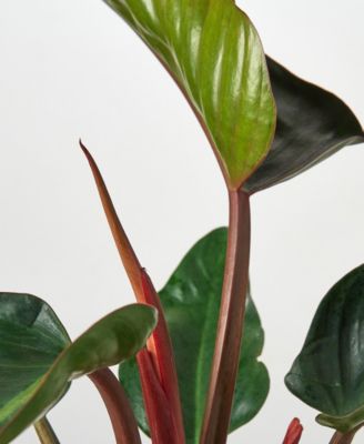 Philodendron 'Congo Rojo' Live Plant, 6" Pot