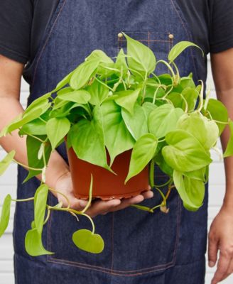 Philodendron 'Neon' Live Plant, 6" Pot