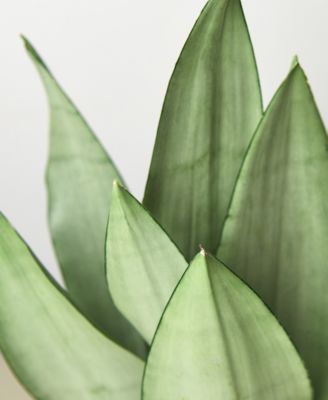 Snake Plant Moonshine Live Plant, 6" Pot