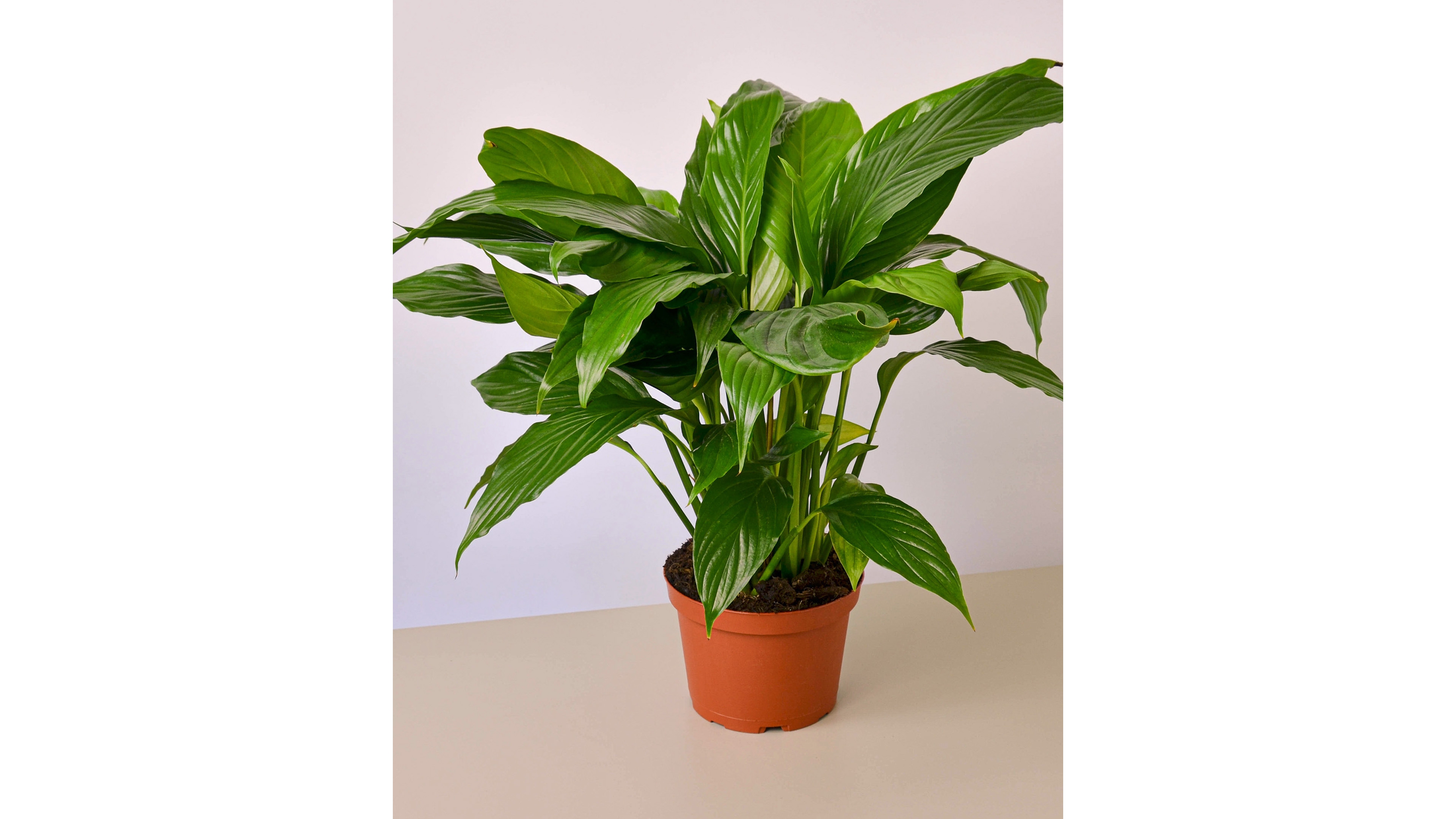 Spathiphyllum 'Peace Lily' Live Plant, 6" Pot