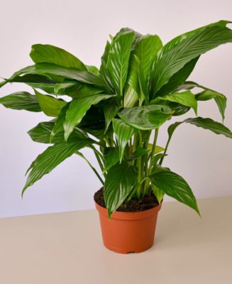 Spathiphyllum 'Peace Lily' Live Plant, 6