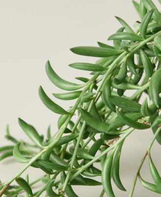 Succulent String of Bananas Live Plant, 6" Pot