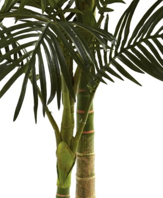 5' Golden Cane Palm Tree