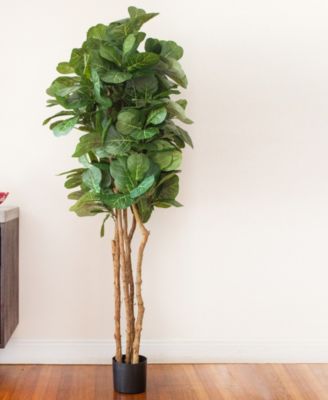 6' Fiddle Leaf Fig Tree
