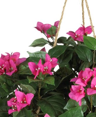 Bougainvillea Hanging Basket 