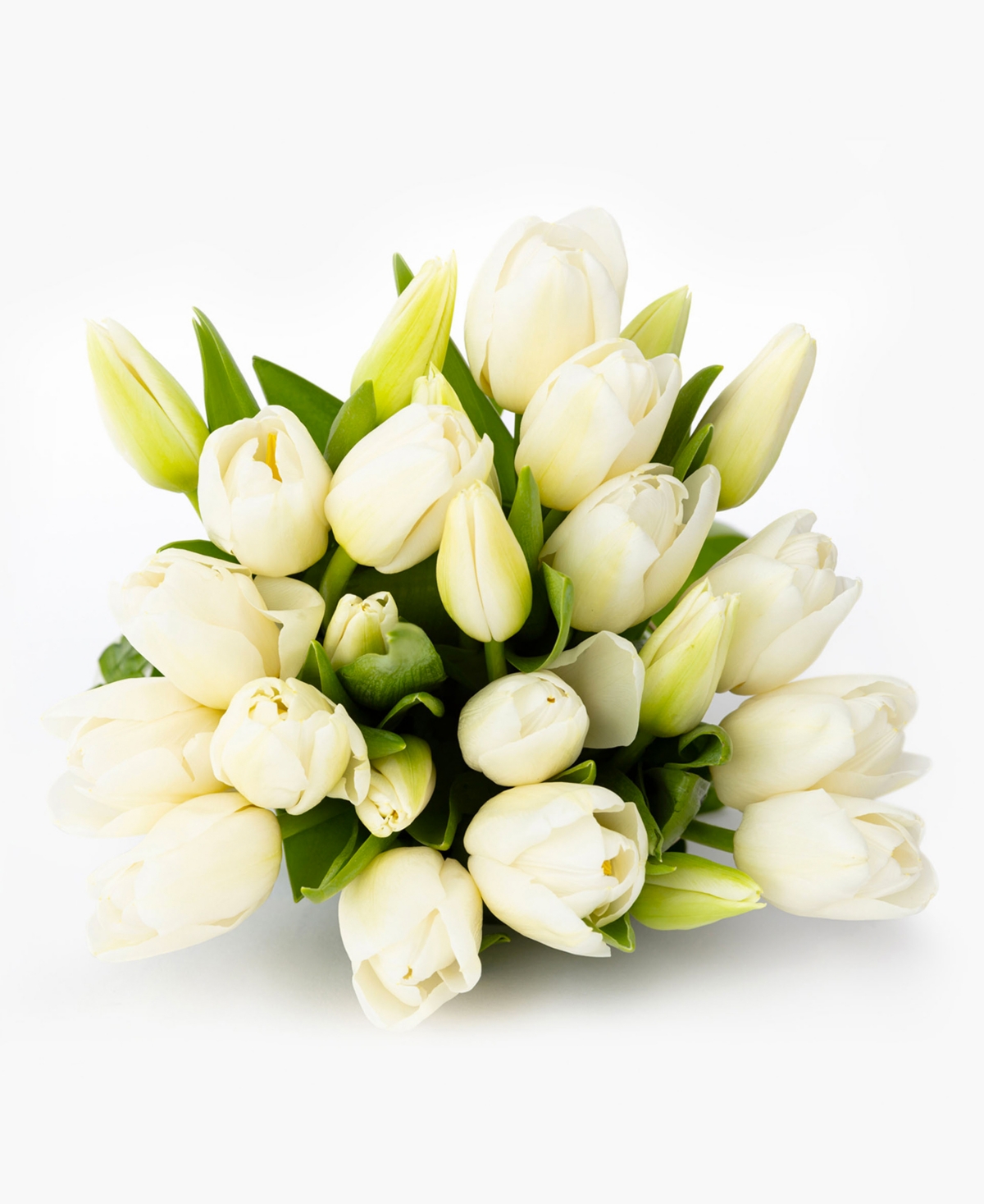 Pure White Tulips Fresh Flower Bouquet