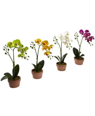 4-Pc. Phalaenopsis Orchid Set with Clay Vases