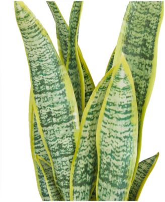 Traditional Snake Artificial Plant, 25"