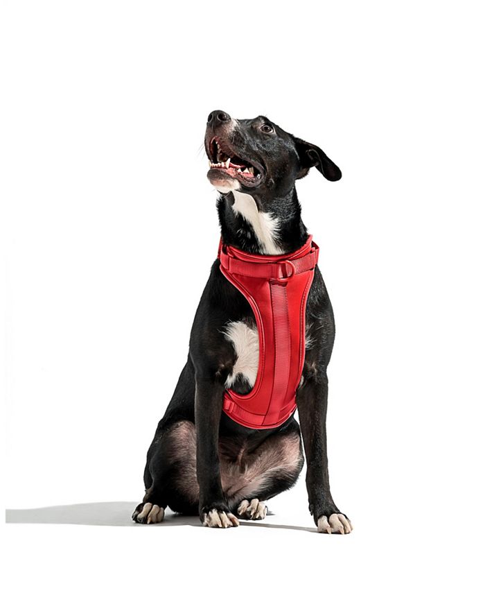 Wild One Harness for Dogs Macy's