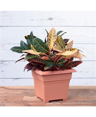 (26145) Countryside Tub, Terra Cotta 14"
