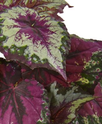 6-Pc. Wax Begonia Artificial Bush Set