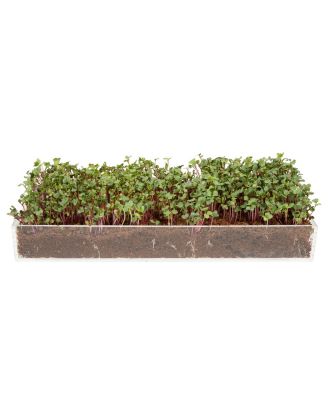 Window Garden