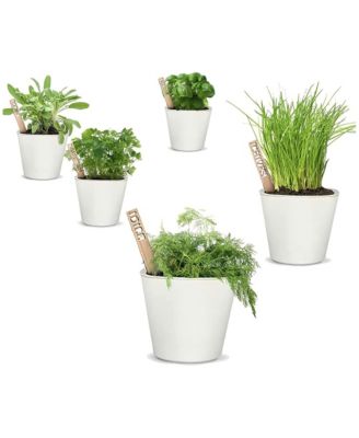 Window Garden